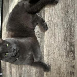 Lost Cat Asher
