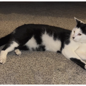 Lost Cat Moochie