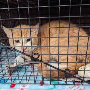 Found Cat Unknown