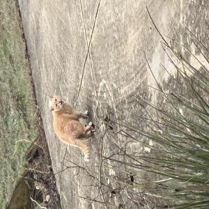 Found Cat unknown