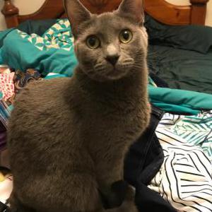 Lost Cat Pearl