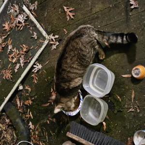 Found Cat Unknown