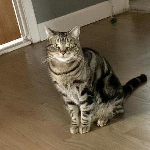 Image of Darius, Lost Cat