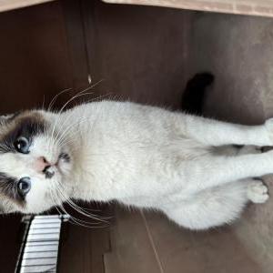 Found Cat Unknown