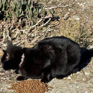Lost Cat Preta