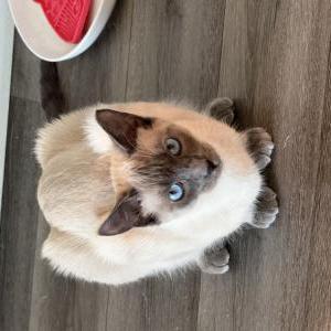 Lost Cat Coco