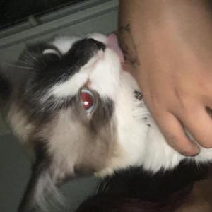 Lost Cat Nube