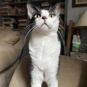 Lost Cat Luke