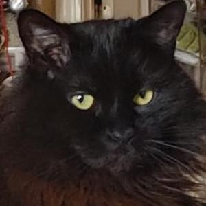 Lost Cat Bella