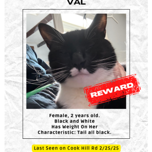Lost Cat Val