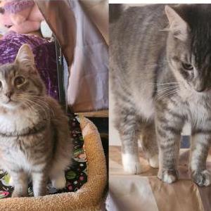 Lost Cat Queso