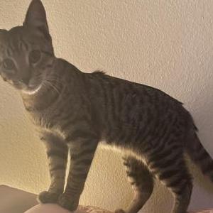 Lost Cat Luke