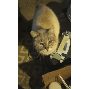 Image of Unknown, Found Cat