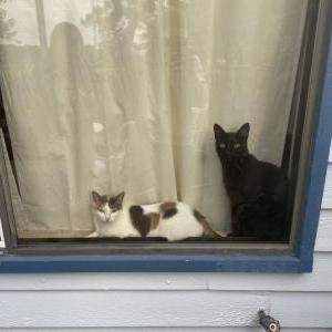 Image of Kira, Lost Cat