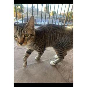 Image of Kiki, Lost Cat