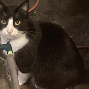 Image of Ella, Lost Cat