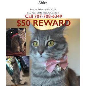 Image of Shira, Lost Cat