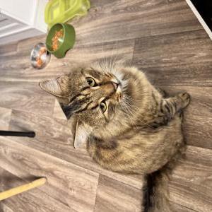 Lost Cat Simba