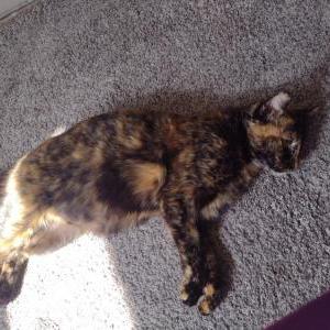 Image of Hope, Found Cat