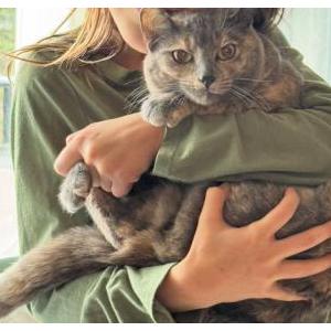 Lost Cat Ash