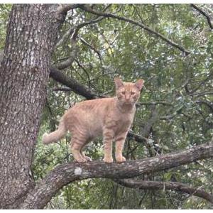 Lost Cat ROBIN