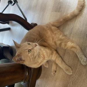 Lost Cat Milo