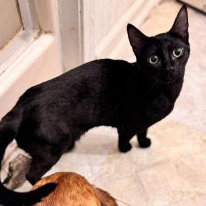 Lost Cat Snicker