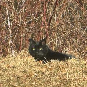 Image of Unknown, Found Cat