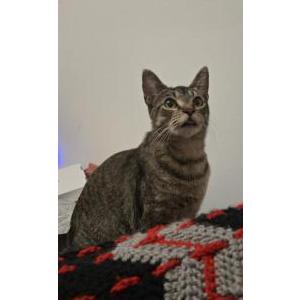 Lost Cat Cora