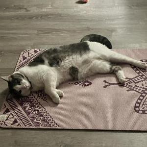 Image of Rocket, Lost Cat