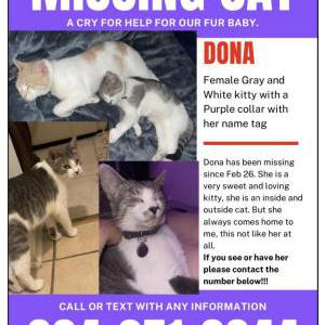 Lost Cat Dona
