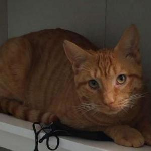 Lost Cat Chunk