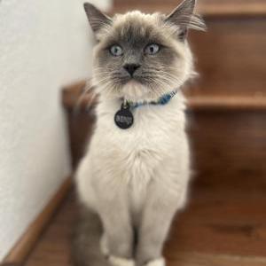 Image of Benji, Lost Cat