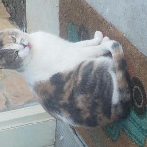 Found Cat Unknown