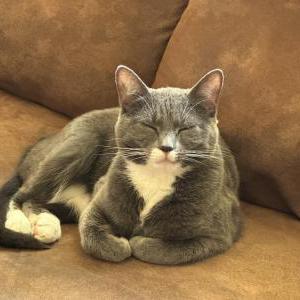 Image of Amilia, Lost Cat