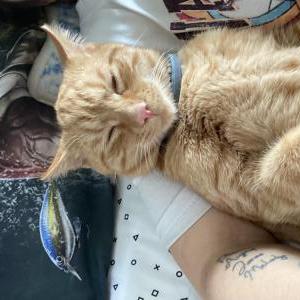 Lost Cat Cinnamon