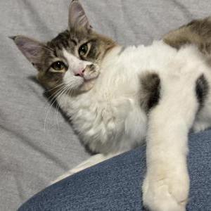 Lost Cat Smudge