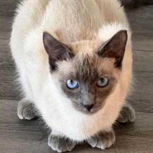 Lost Cat Coco