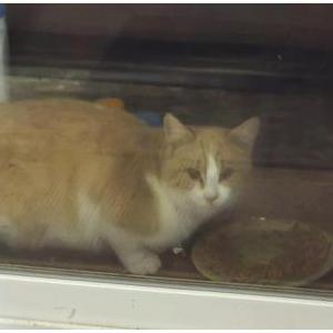 Image of Unknown, Found Cat