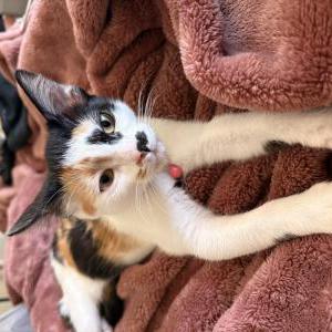 Image of Mystique, Lost Cat