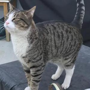 Image of Leo, Lost Cat