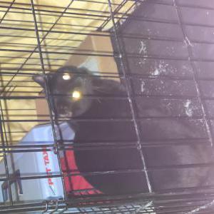 Found Cat Unknown