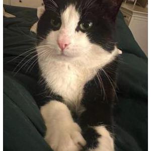 Lost Cat Boris