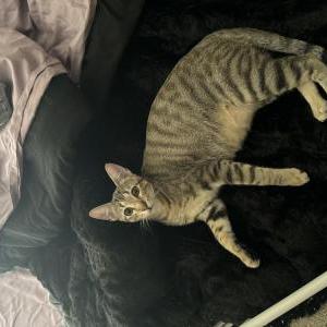 Lost Cat Tarzan