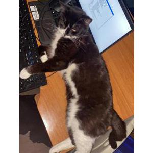 Lost Cat Simone