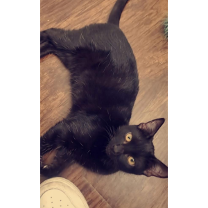 Image of Ember, Lost Cat
