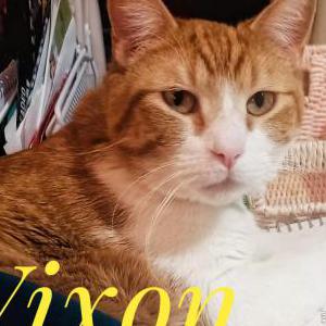 Image of Vixen, Lost Cat
