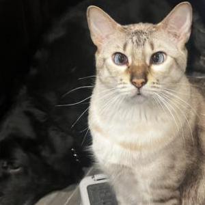 Image of Aldous, Lost Cat