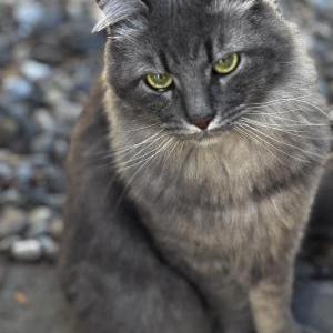 Image of Merlin, Lost Cat