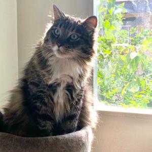 Image of Sonney, Lost Cat